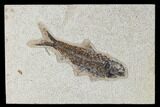 Fossil Fish (Knightia) - Green River Formation #113983-1